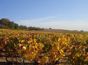 vignoble du Couchois en Bourgogne