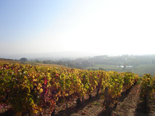 les vignes du Couchois en Bourgogne